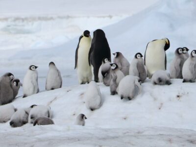 Emperor Penguin Colonies In Antarctica Suffer As Sea Ice Diminishes