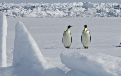 Emperor Penguins on the sea ice in the Weddell Sea
