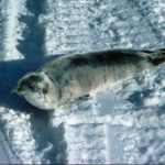 Crabeater Seal pup (Lobodon carcinophagus). Despite their name Crabeater seals eat krill predominately