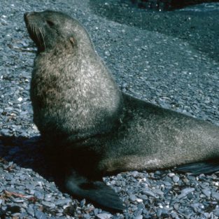 Seal pictures - British Antarctic Survey