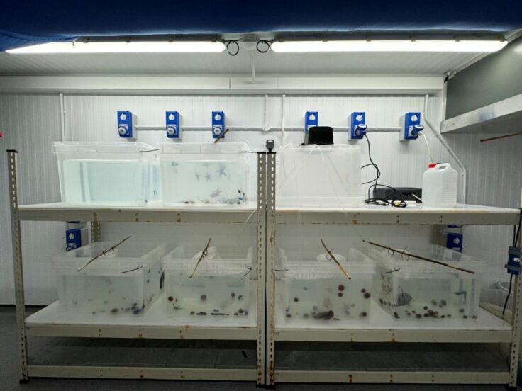 Shelves containing tanks set up for experiments. 