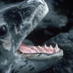 Leopard Seal pup (Hydrurga leptonyx) showing teeth. These seals are solitary and little is known about their behavior or breeding biology. Despite being regarded as ruthless predators of penguins and other seals the main component of their diet is actually krill.