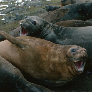 Seal pictures - British Antarctic Survey