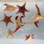 Close up of Odontaster sea stars