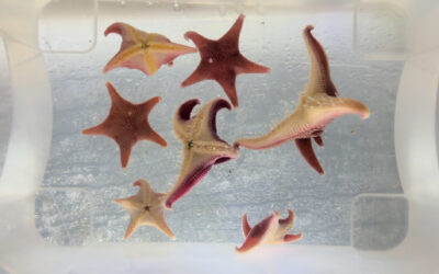 Close up of Odontaster sea stars