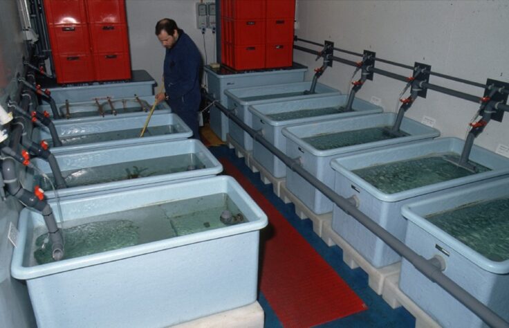 A room lined with blue aquarium tanks on both sides. A man is cleaning one of the tanks. 