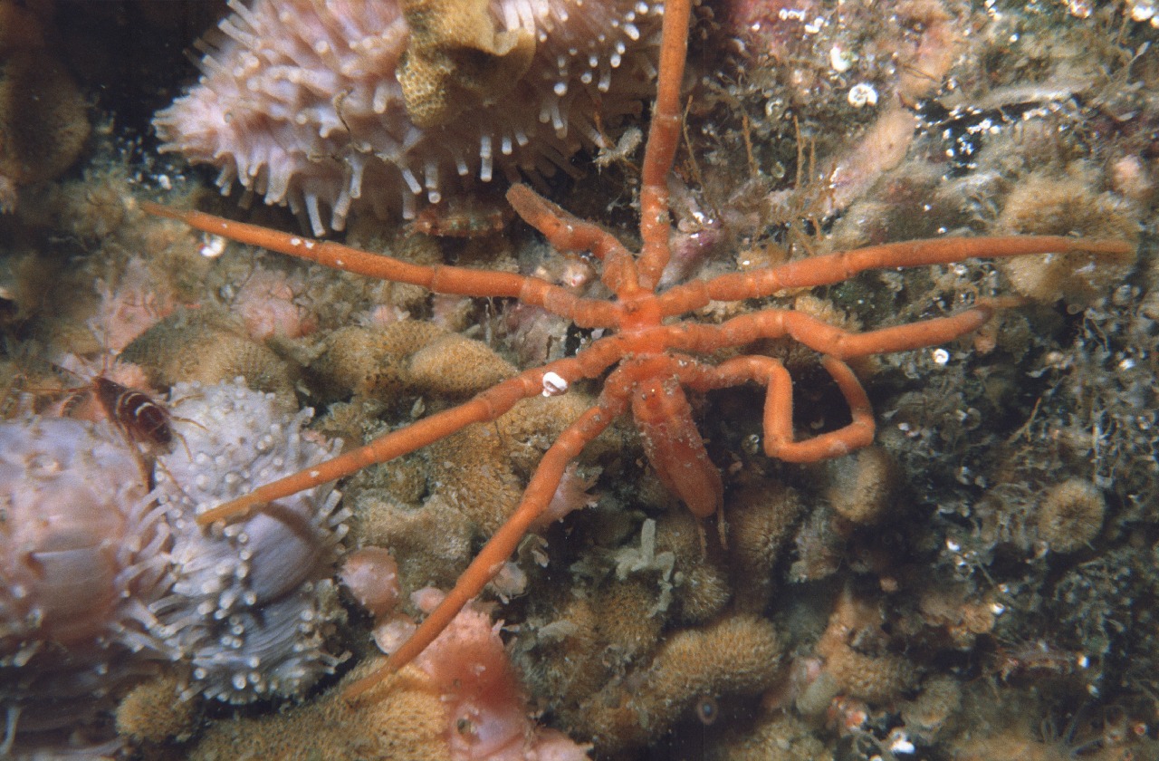 Морской паук. Морской паук Северного Ледовитого океана. Морские паукообразные. Подводные пауки. Морских пауков.