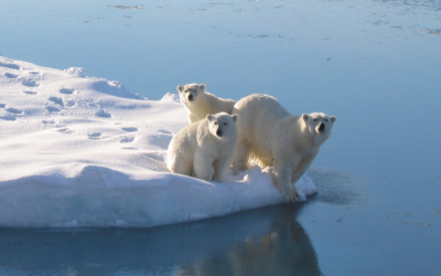 Three polar bears on the edge of a small iceberg