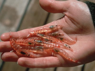PRODAC KRILL - food for marine fish: 100% shrimp