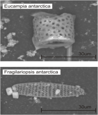 Micrograph of two southern ocean diatoms extracted from the Ferrigno ice core