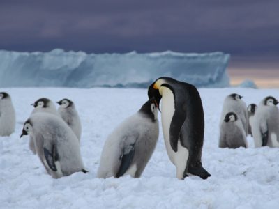 Loss of sea ice causes catastrophic breeding failure for emperor ...