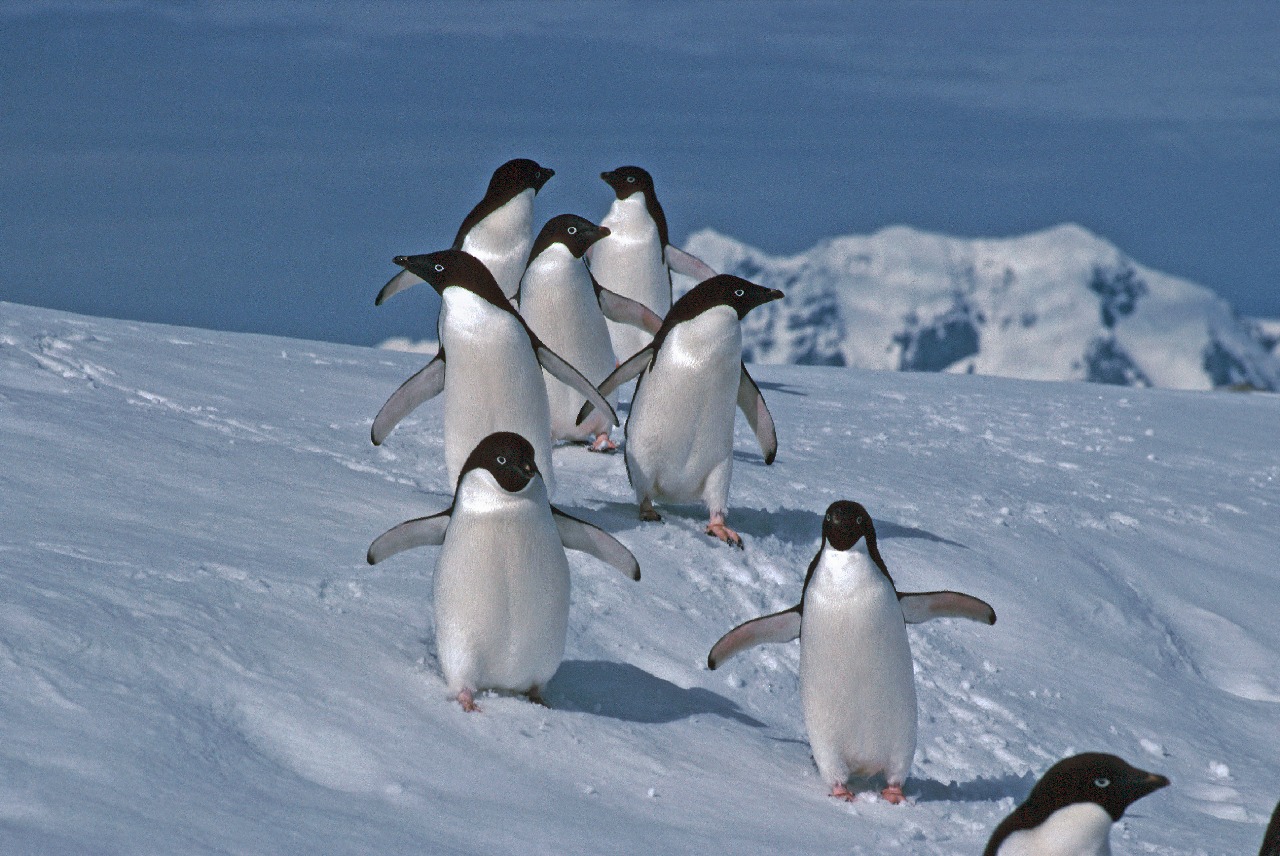 Adélie penguin - British Antarctic Survey