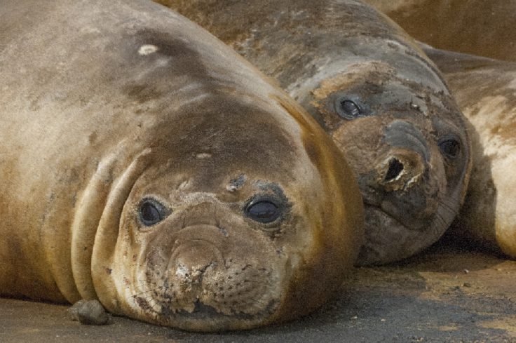 A close up of a seal lying on the ground.