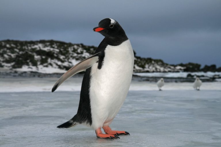 how-many-penguins-are-in-antarctica-british-antarctic-survey