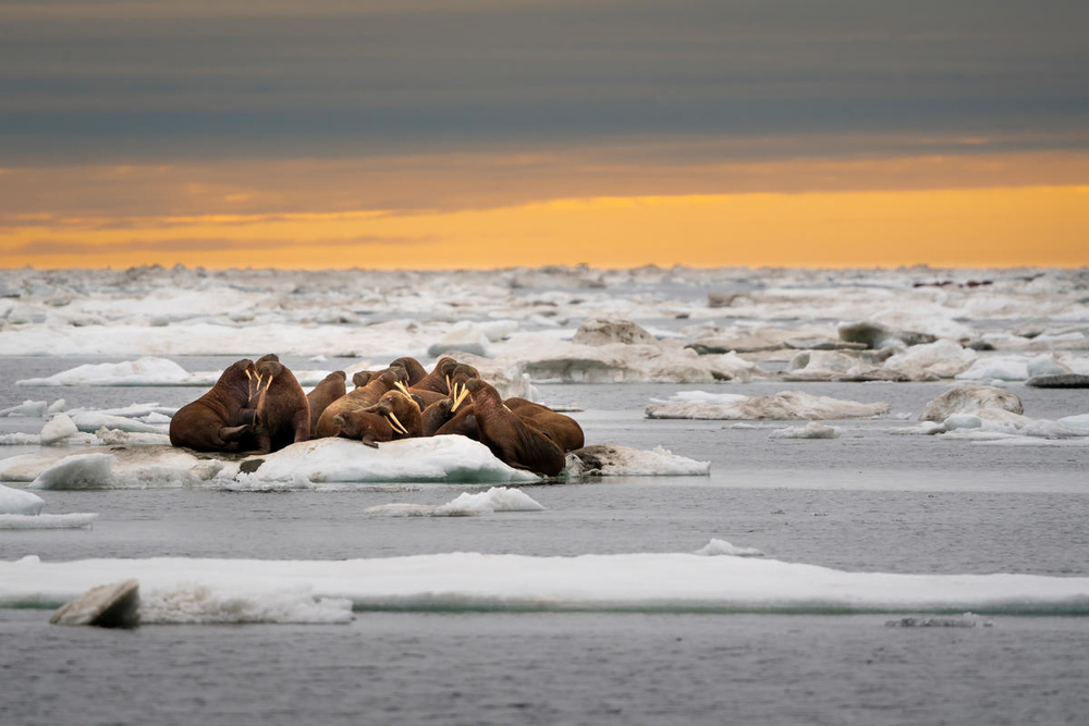 'Walrus Detectives' Sought For Conservation Science - British Antarctic ...