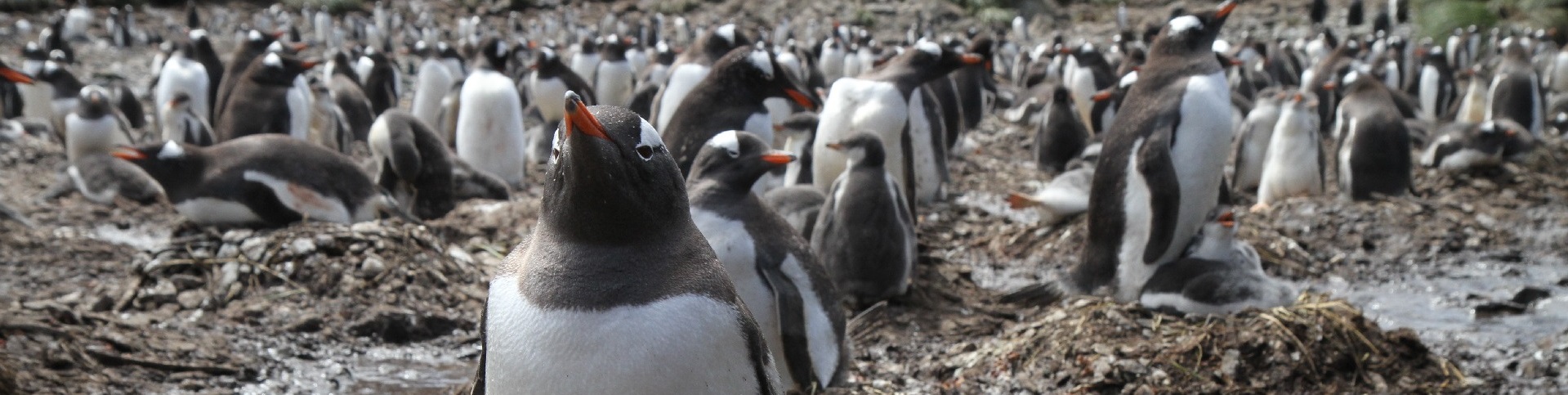 Marine Biologist / Zoological Field Assistant - British Antarctic Survey