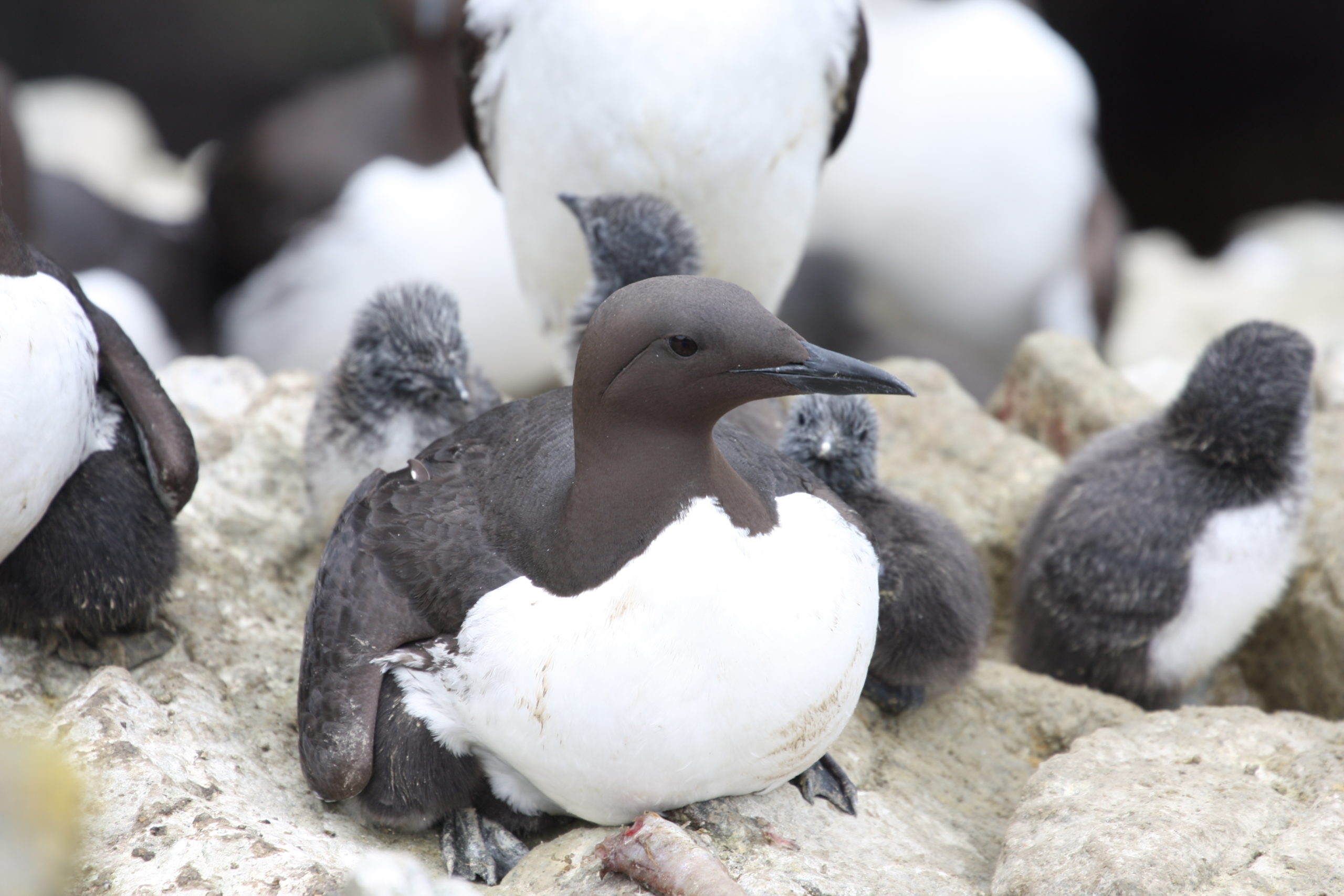 SCIENCE IN THE FIELD: Researching seabird species (2) - British ...