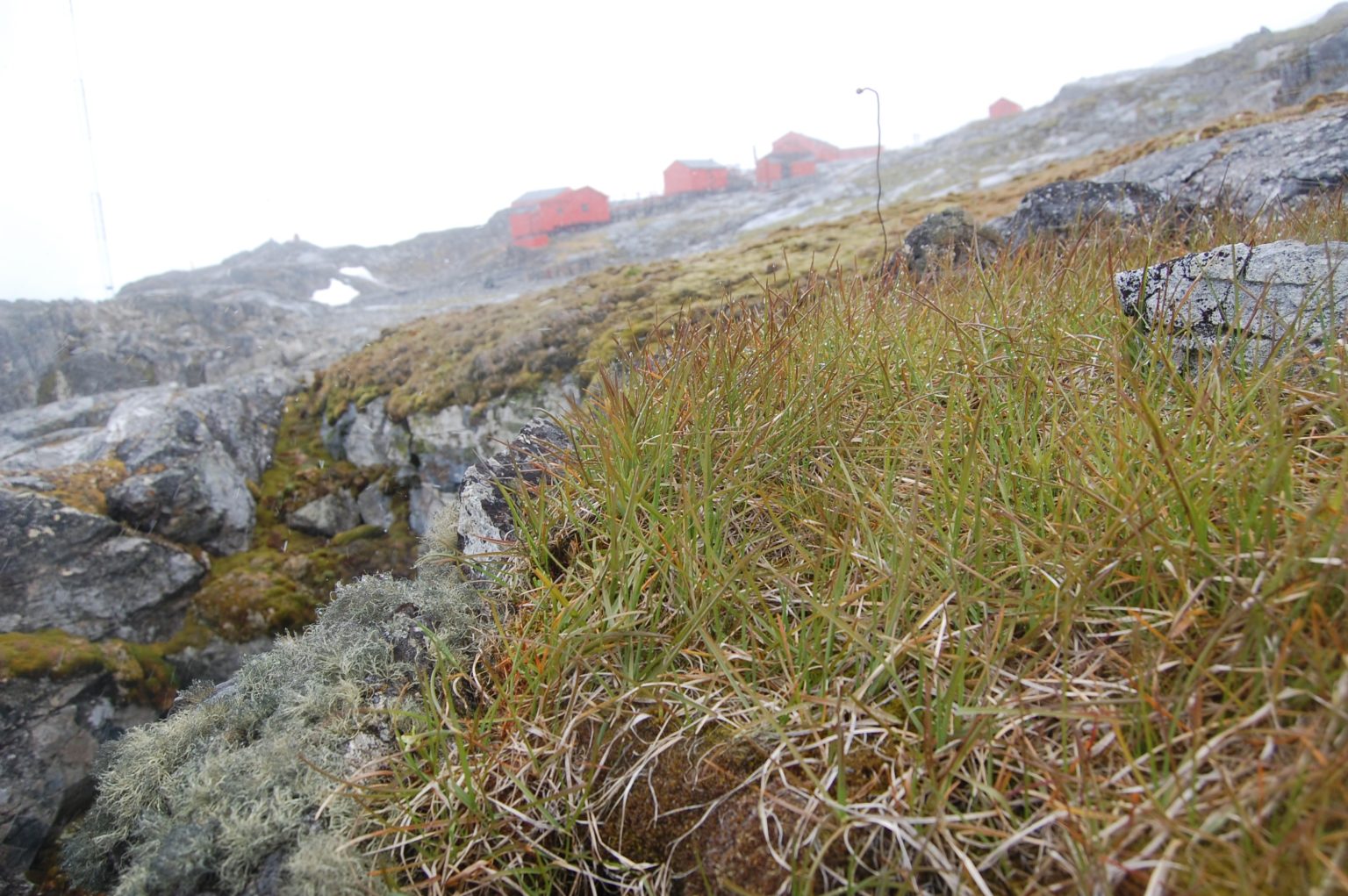 Non-native Species - British Antarctic Survey