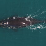 A whale swimming in a body of water.