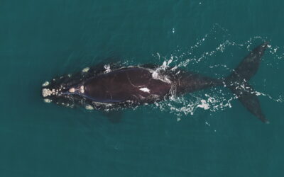 A whale swimming in a body of water.