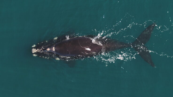 A whale swimming in a body of water.