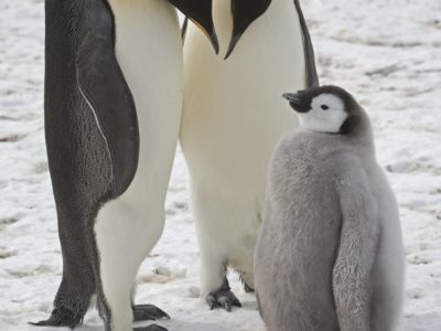 Penguins And Climate Change - British Antarctic Survey