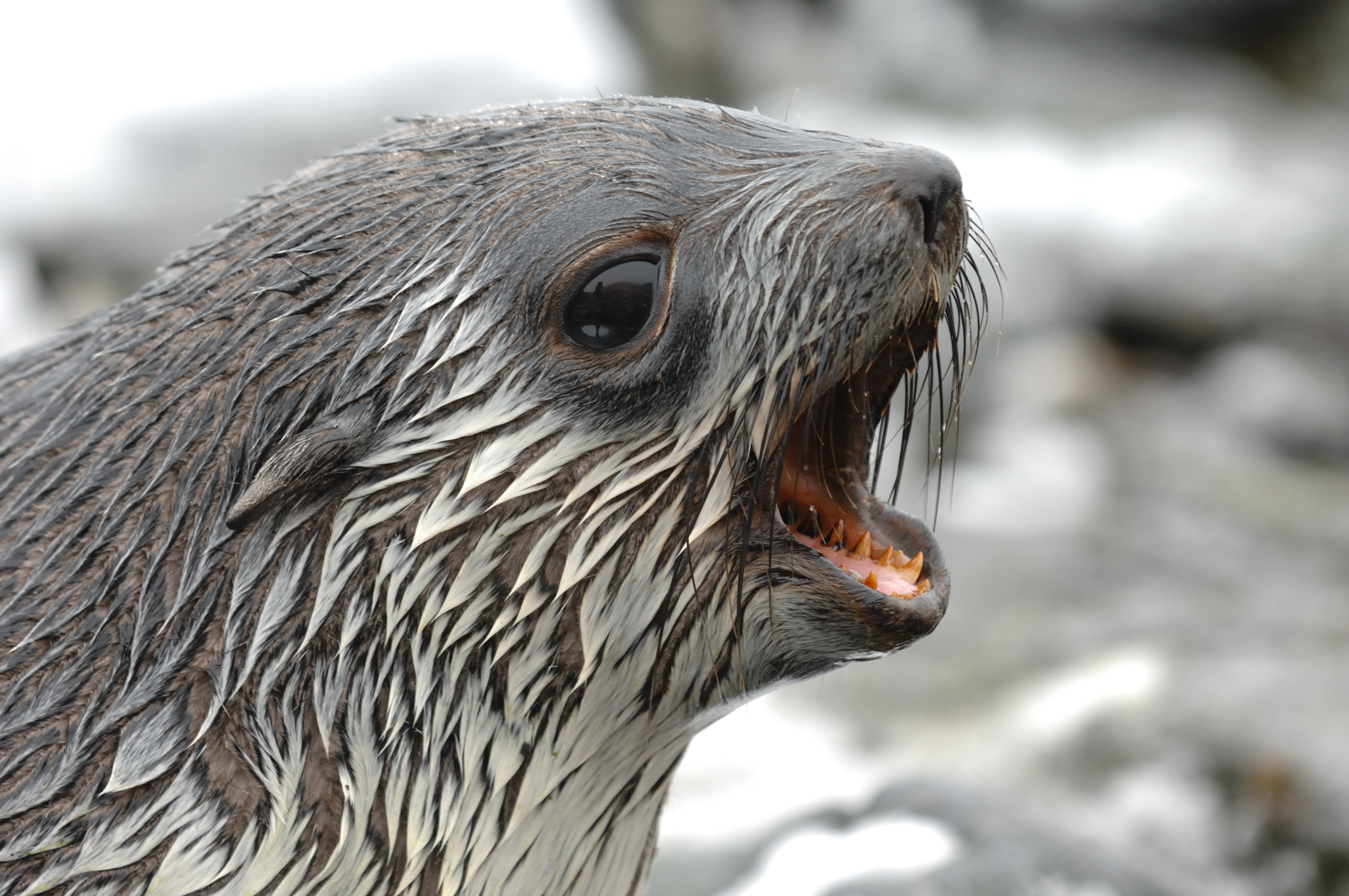 Fur seal. Нерпа шерсть. Шерсть тюленя. Ластоногие шерсть. Шерсть морского котика.