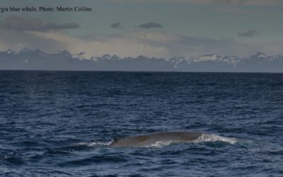 A whale jumping out of the water.