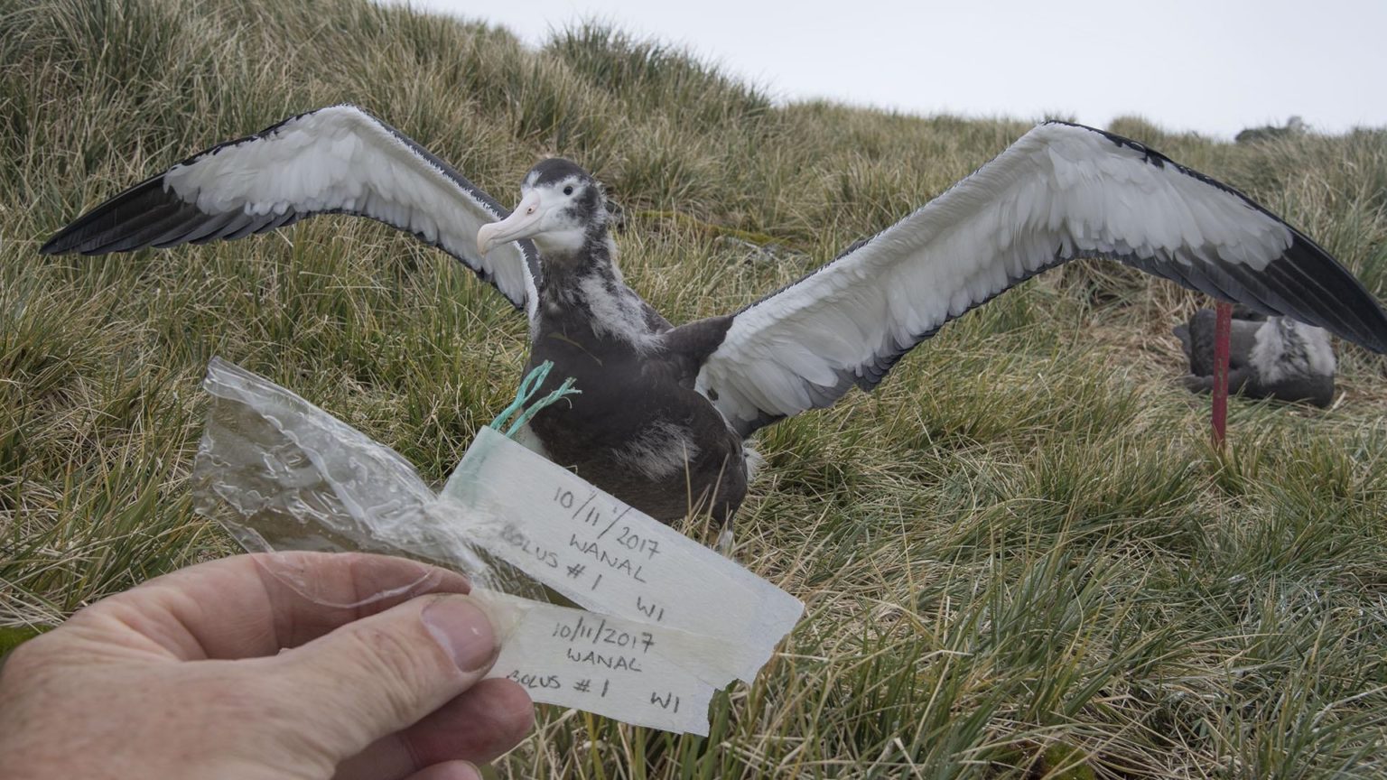 Plastic Pollution Reaching Antarctica British Antarctic Survey 2939