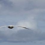 Wandering albatross in flight in South Georgia