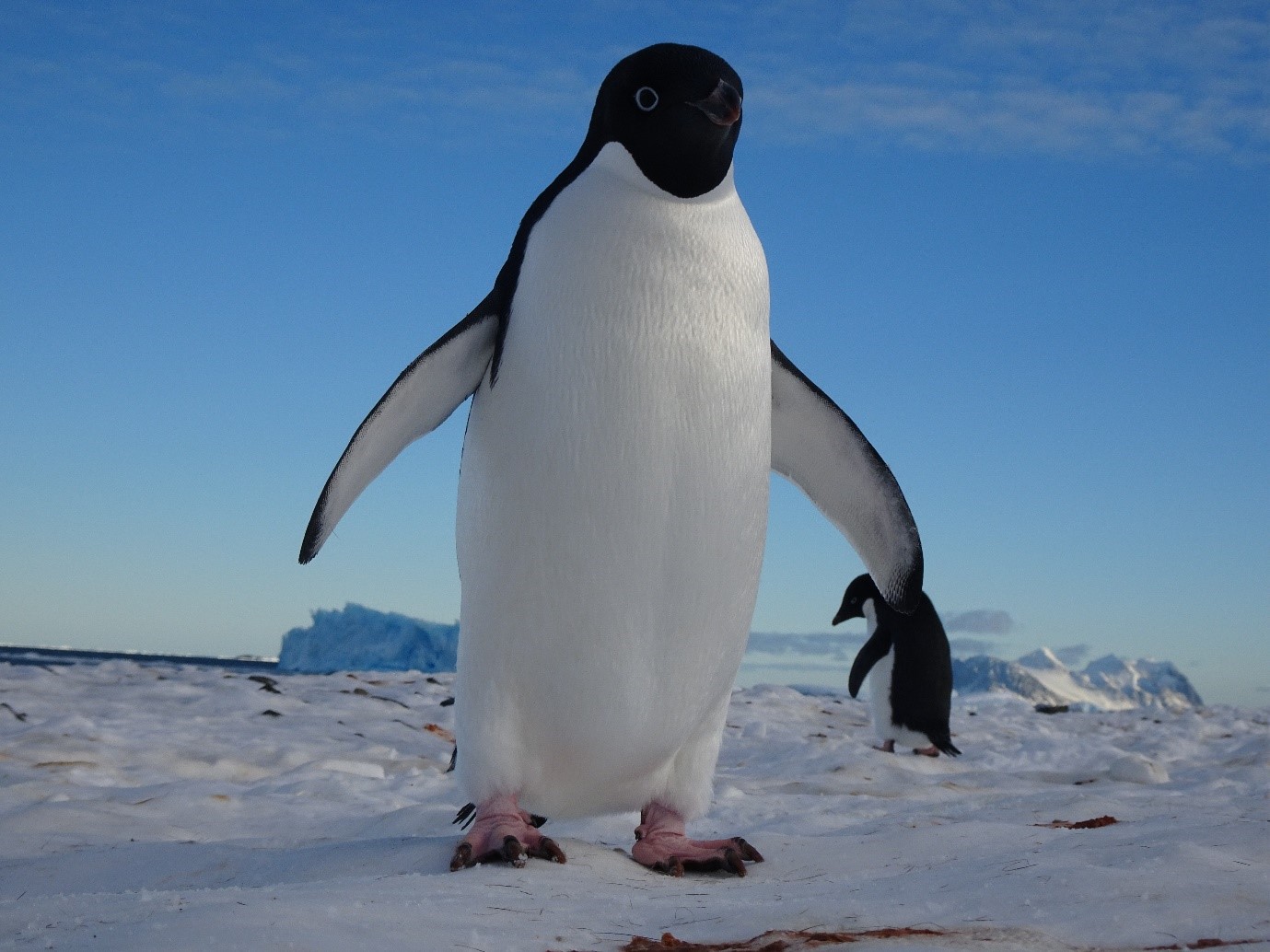 Study sheds light on penguin evolution - British Antarctic Survey