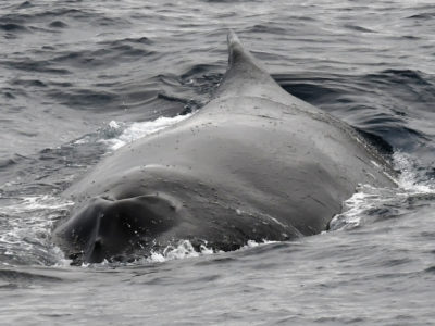 Large groups of southern fin whales documented in the Antarctic, after the  ban on whaling – ThePrint – ANIFeed