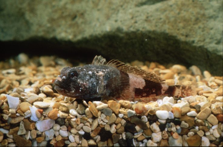 A fish in a rocky area