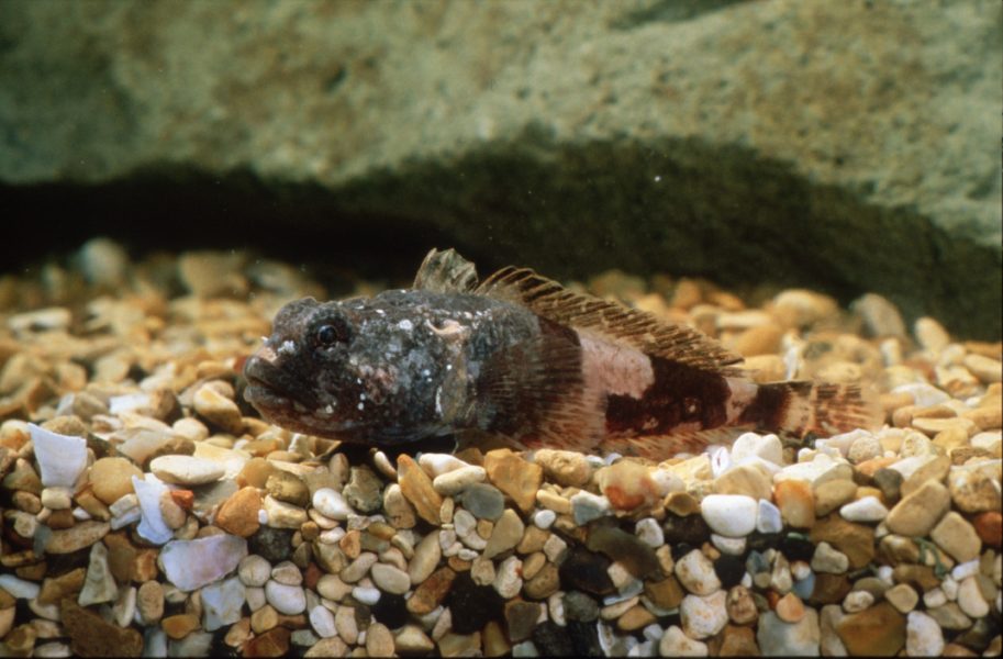 Scientists Reveal Growth Limits Of Antarctic Fish - British Antarctic ...