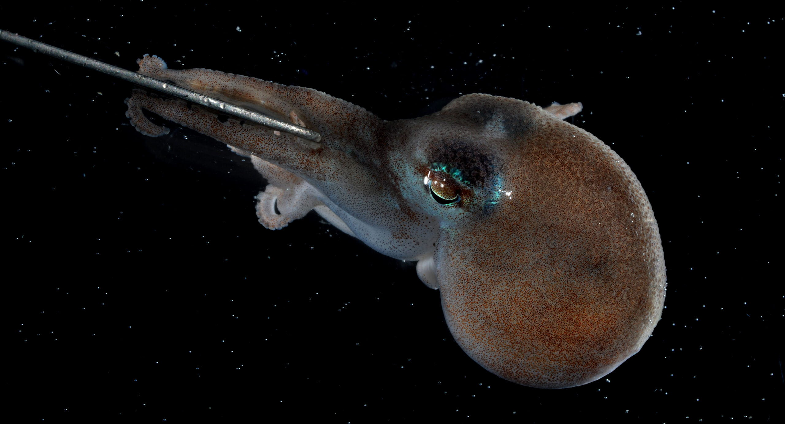 Octopus DNA Solves Mystery Of Ice Sheet's Past - British Antarctic Survey