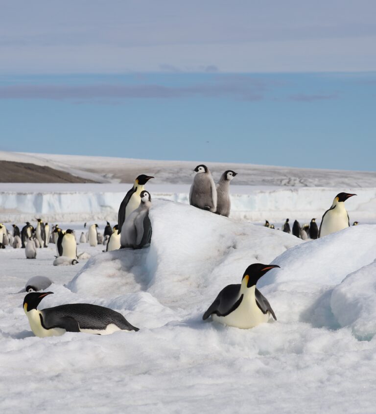 Emperor penguin colonies in Antarctica suffer as sea-ice diminishes ...