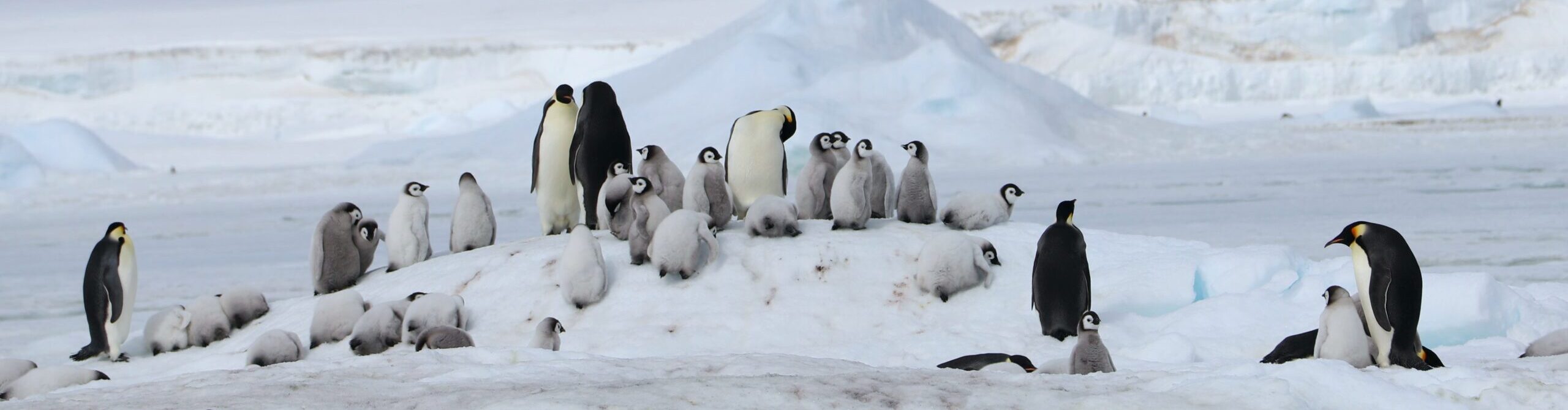 Emperor penguin colonies in Antarctica suffer as sea-ice diminishes ...