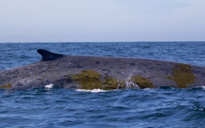 A blue whale swimming in the ocean