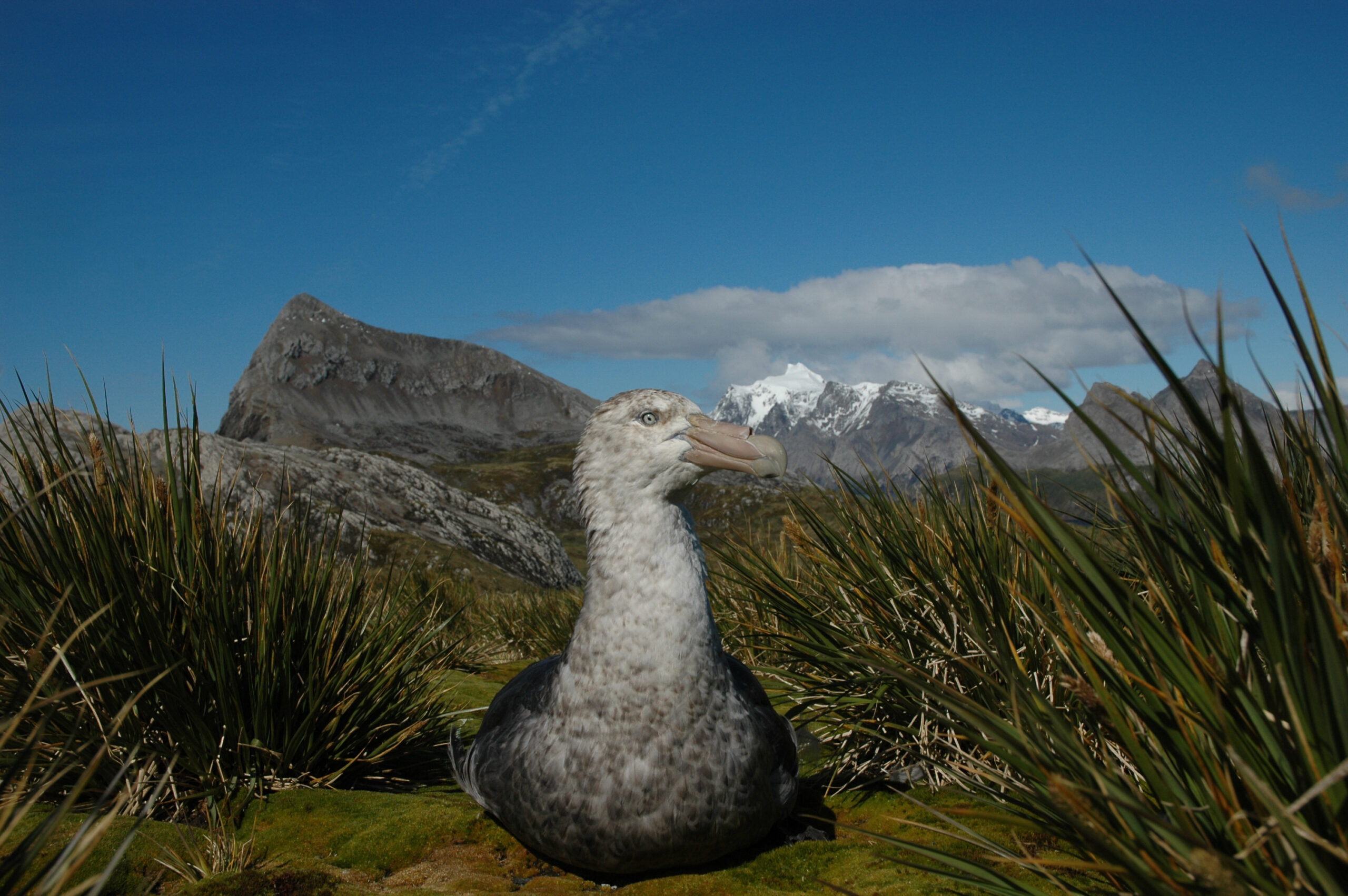 A bird sitting on top of a grassy mound