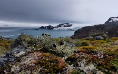 A close up of a hillside next to a body of water