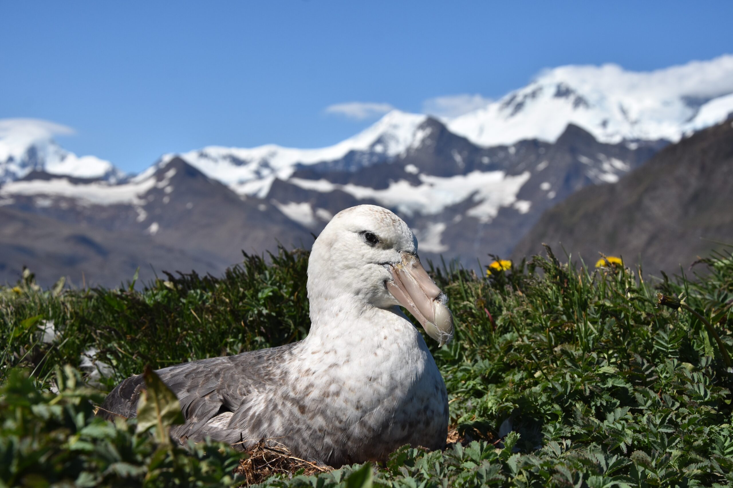 A bird standing on top of a snow covered mountain