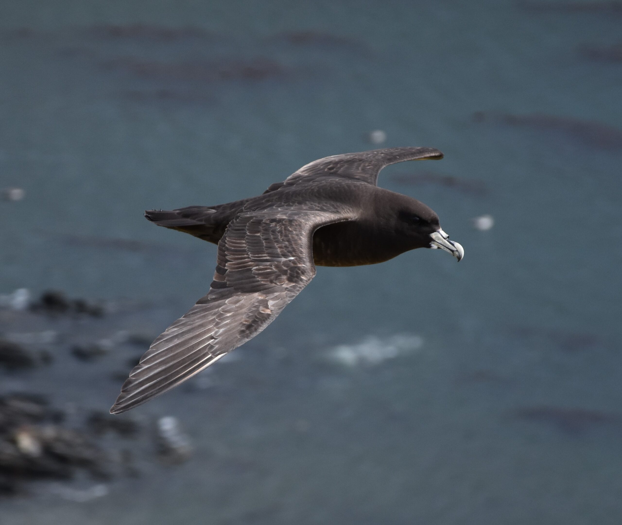 A bird flying over a body of water