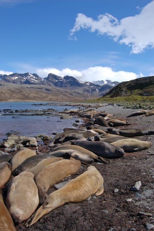 A group of moulting elephant seals hauled out along a shore line.