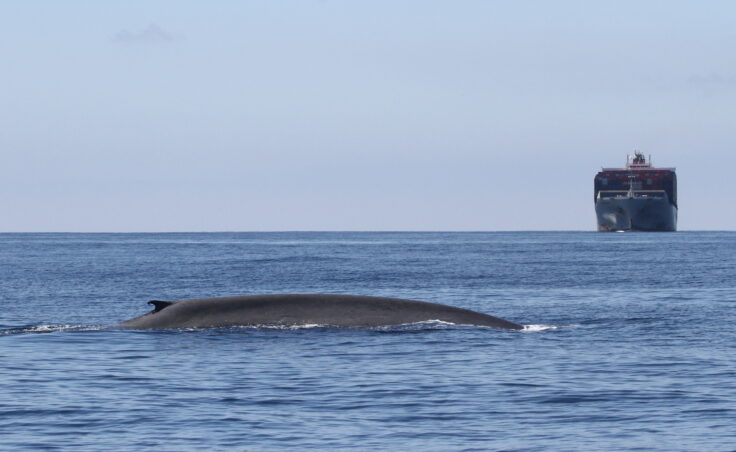 A whale jumping out of the water