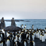 Two bull elephant seals fighting on the beach, surrounded by penguins.