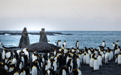 Two bull elephant seals fighting on the beach, surrounded by penguins.