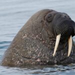 A walrus swimming in water