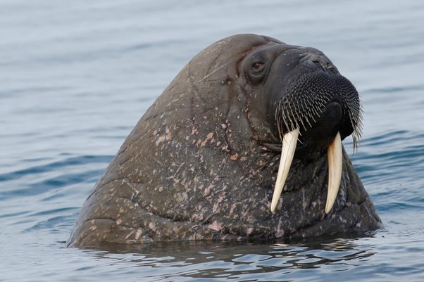 A walrus swimming in water