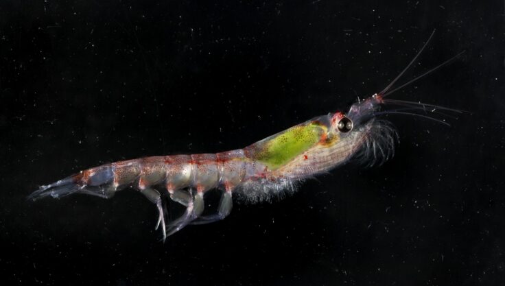 Close up photo of Antarctic krill on black background.