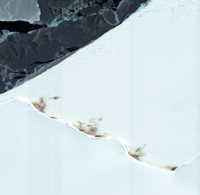 Satellite image of a colony of emperor penguins on an ice shelf, showing brown patches of penguin poo.